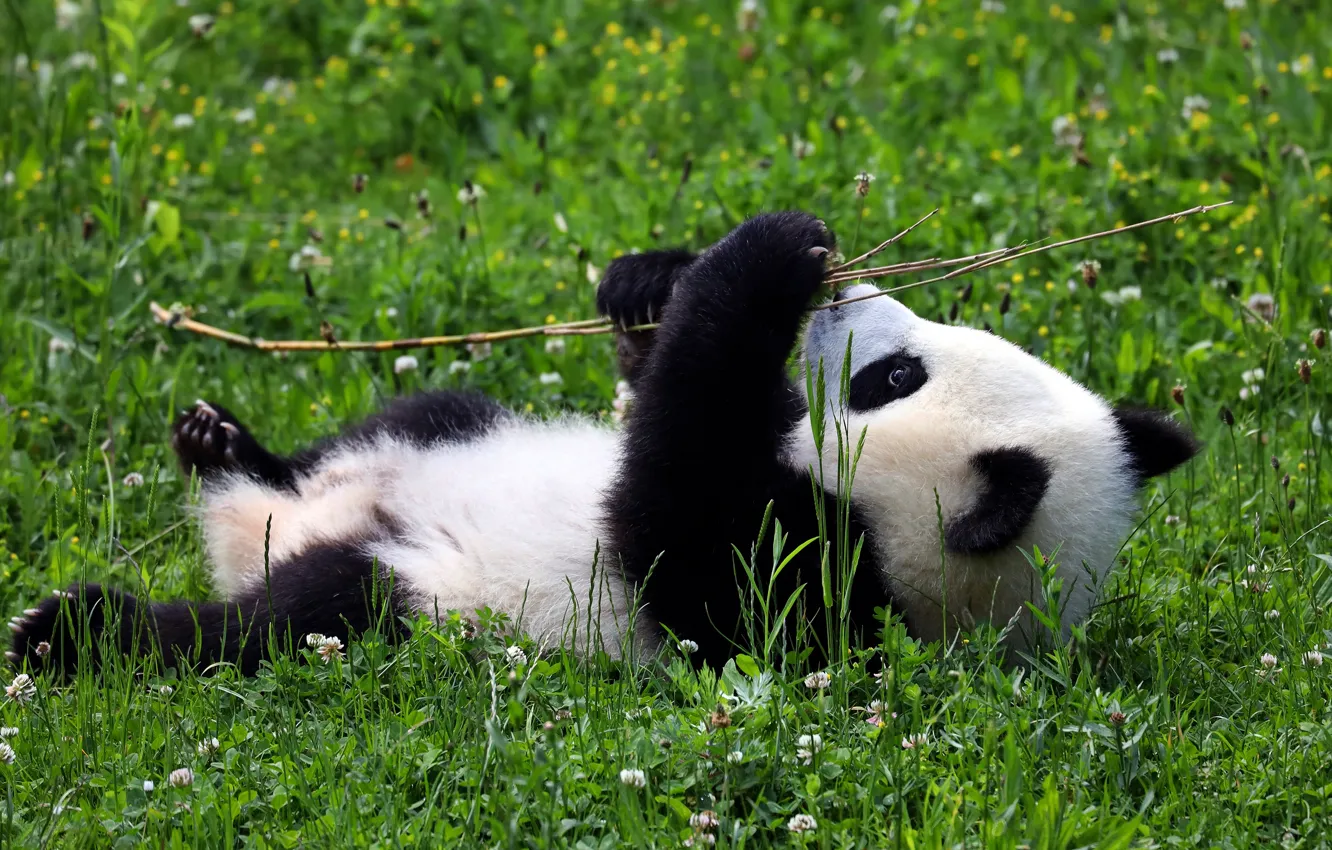 Photo wallpaper greens, summer, grass, branches, nature, pose, glade, baby