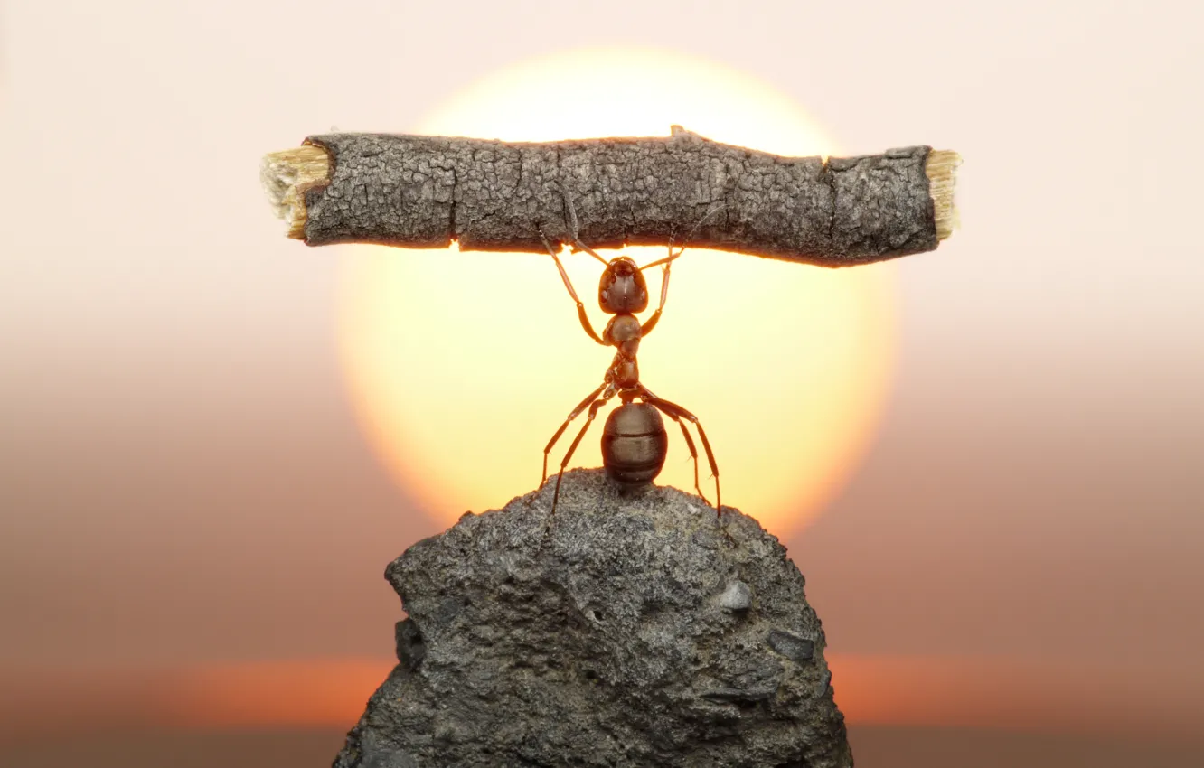 Photo wallpaper the sun, macro, sunset, stone, ant, insect, log, strongman