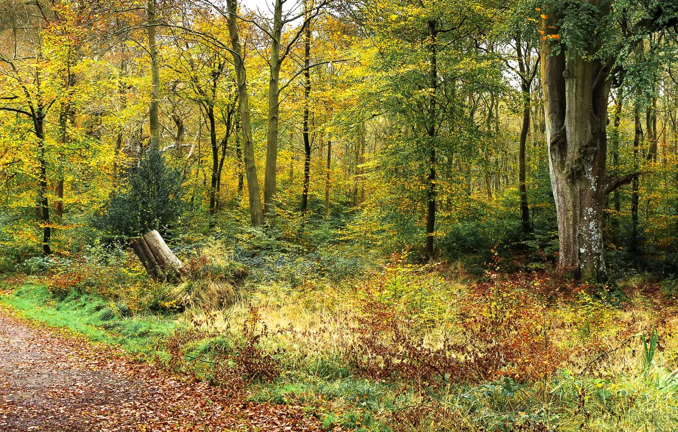 Photo wallpaper autumn, forest, trees, path