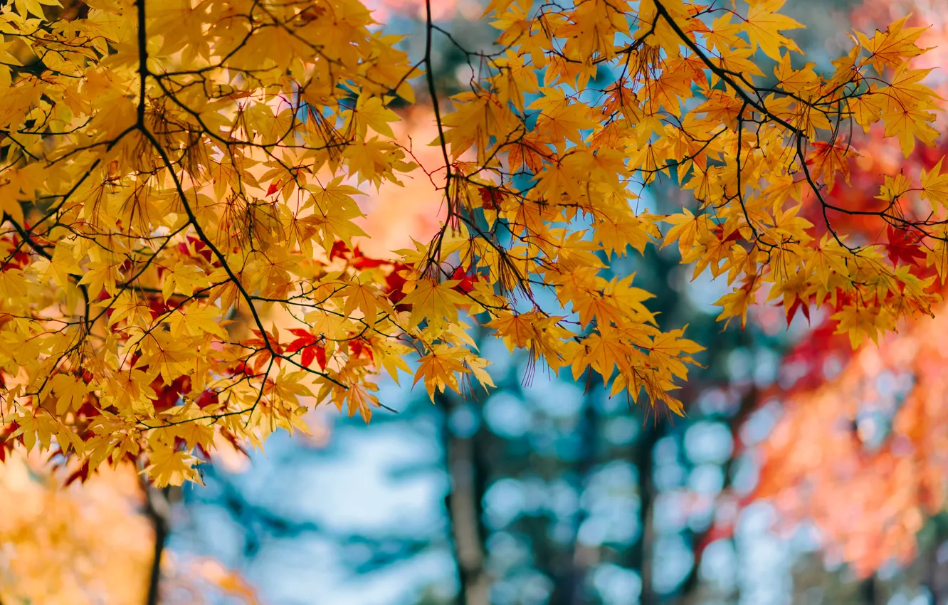 Photo wallpaper autumn, leaves, colorful, maple, autumn, leaves, autumn, maple