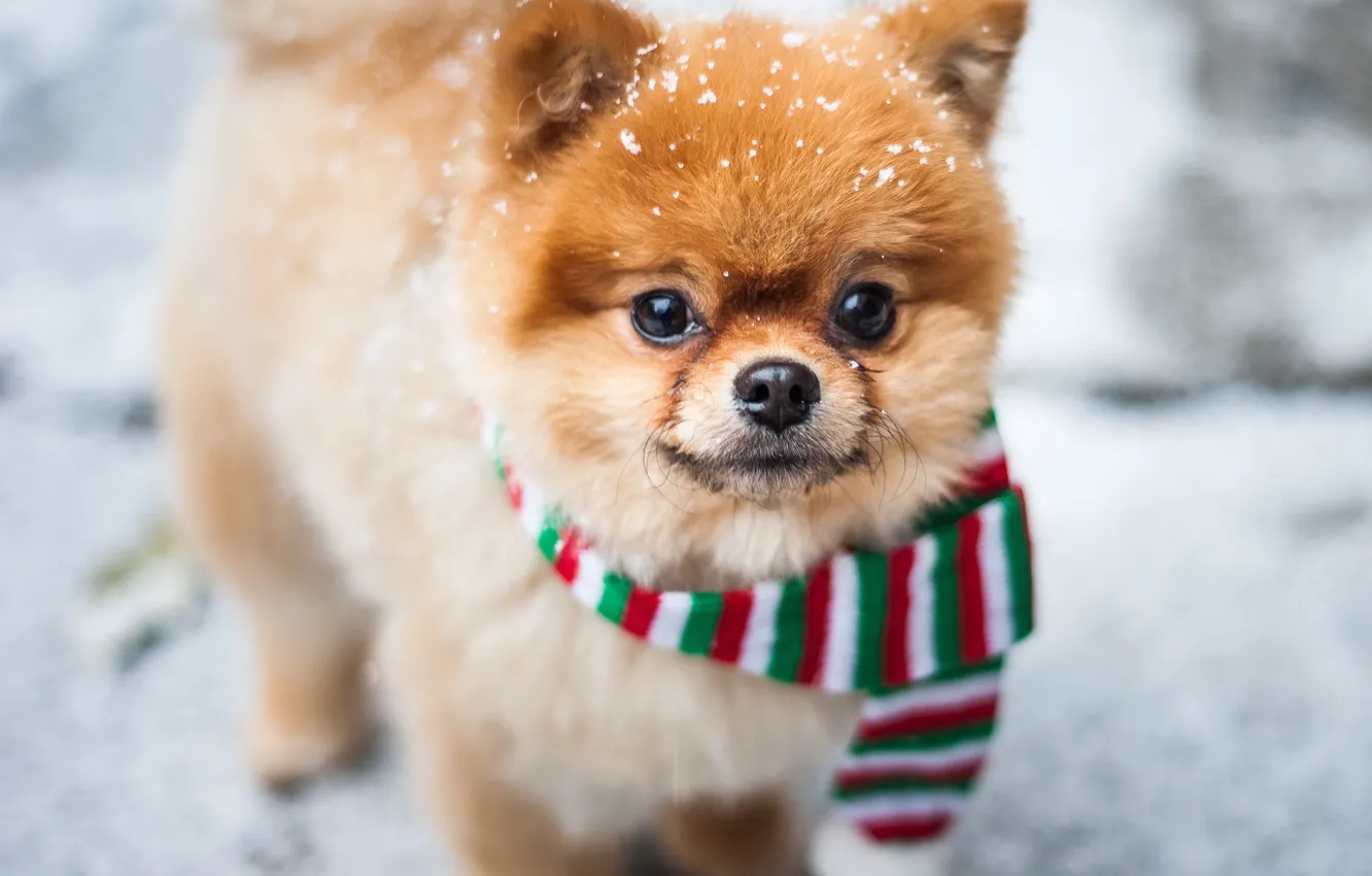 Photo wallpaper winter, look, snow, scarf, muzzle, doggie, Pomeranian