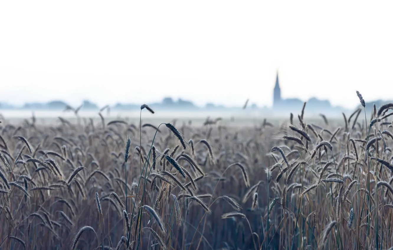 Photo wallpaper field, nature, ears