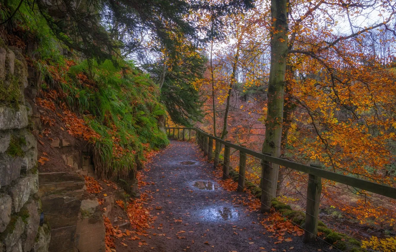 Photo wallpaper road, landscape, nature, beauty, puddle