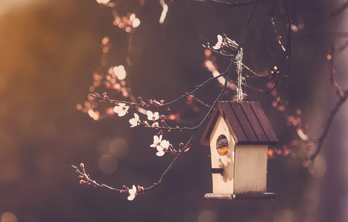 Photo wallpaper nature, bird, house