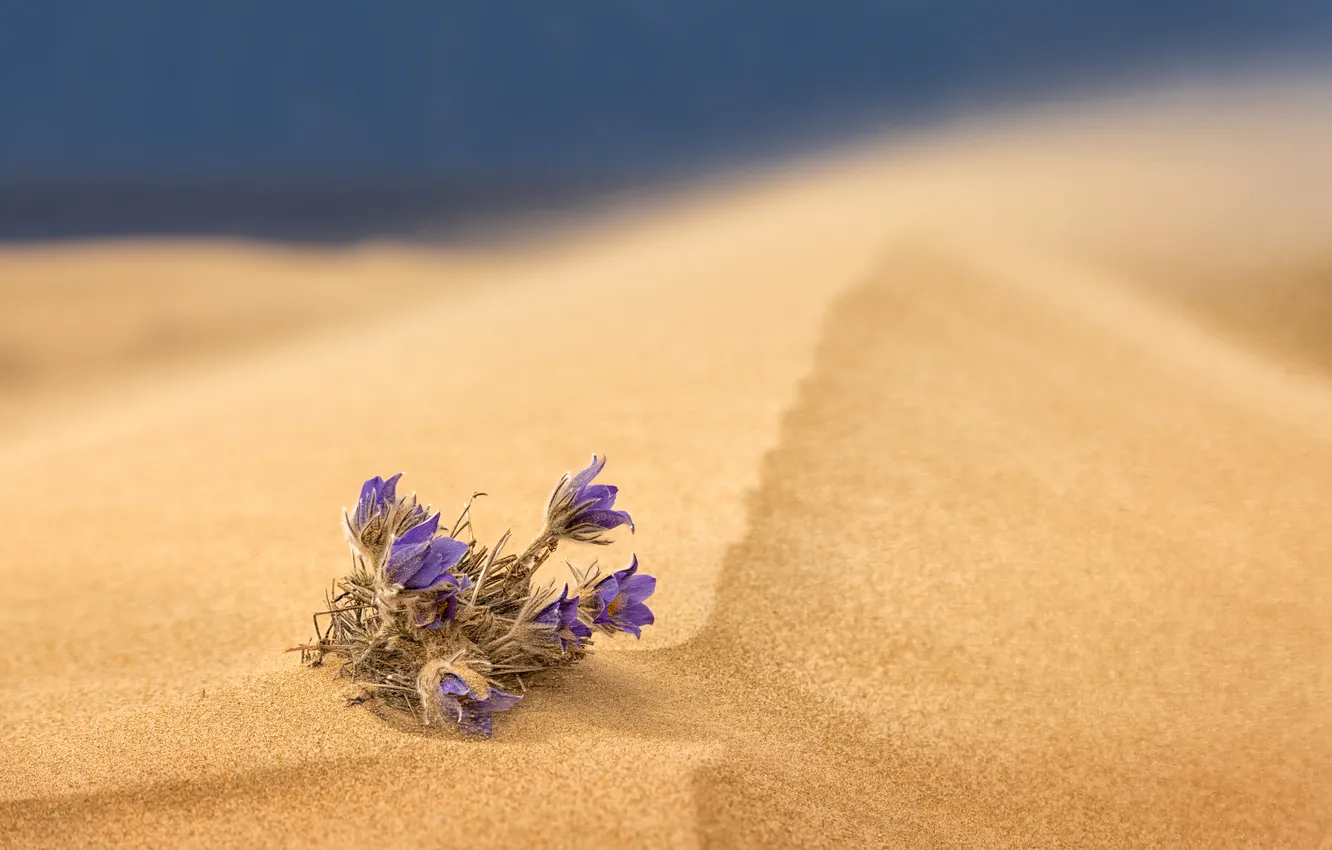 Photo wallpaper sand, desert, plant, survival, adaptation