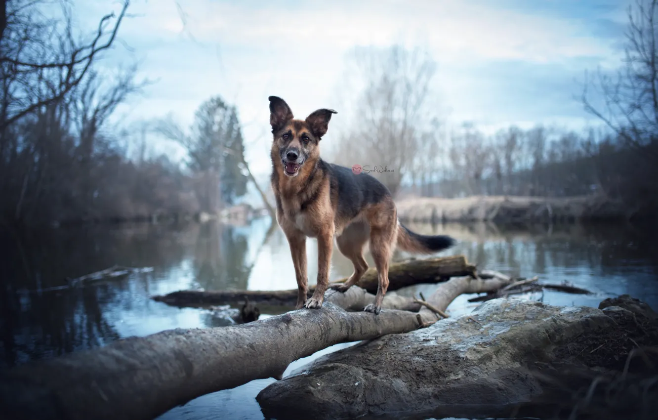 Photo wallpaper nature, lake, dog