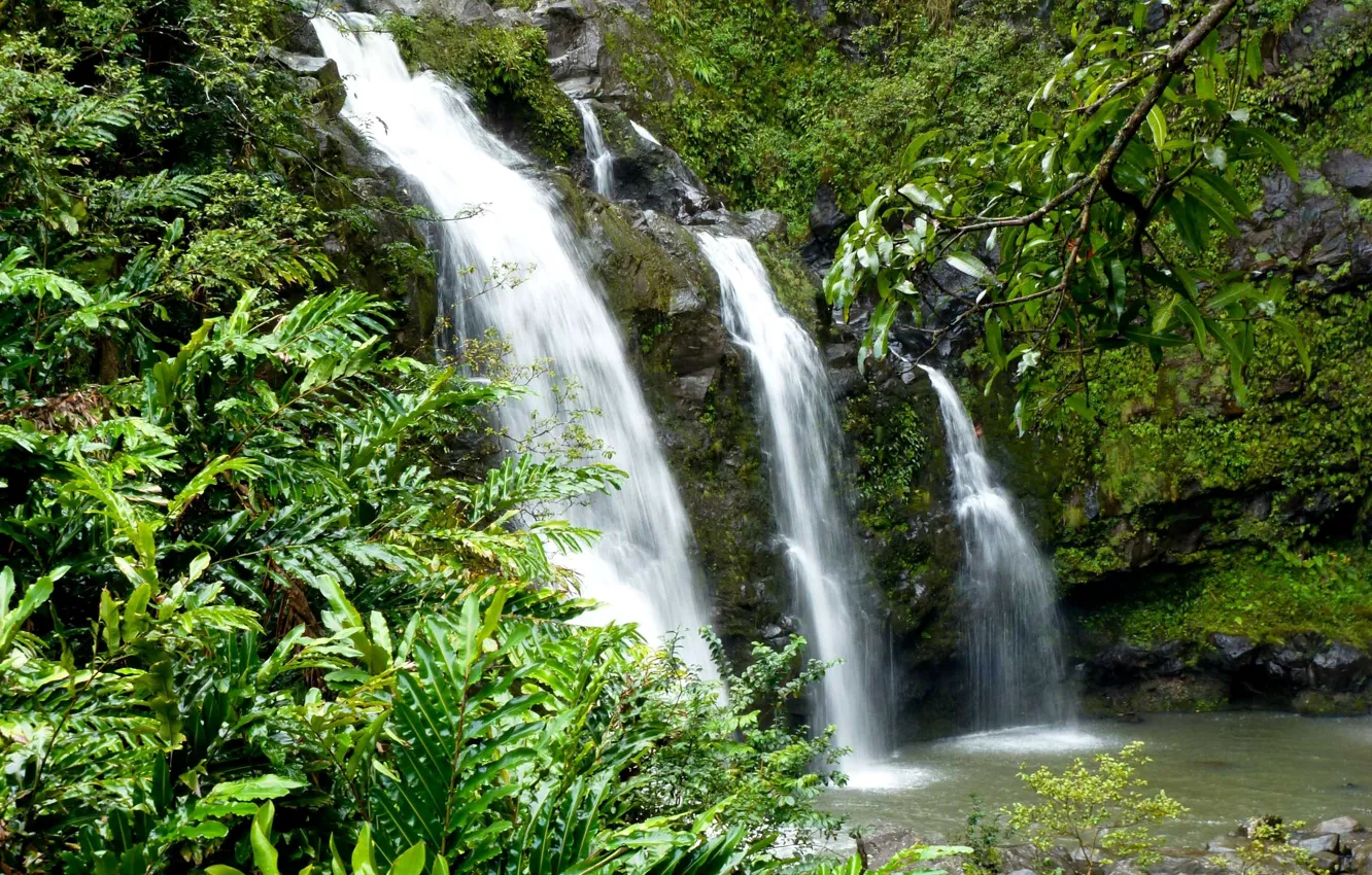 Photo wallpaper greens, tropics, stones, waterfall, moss, Hawaii, USA, the bushes