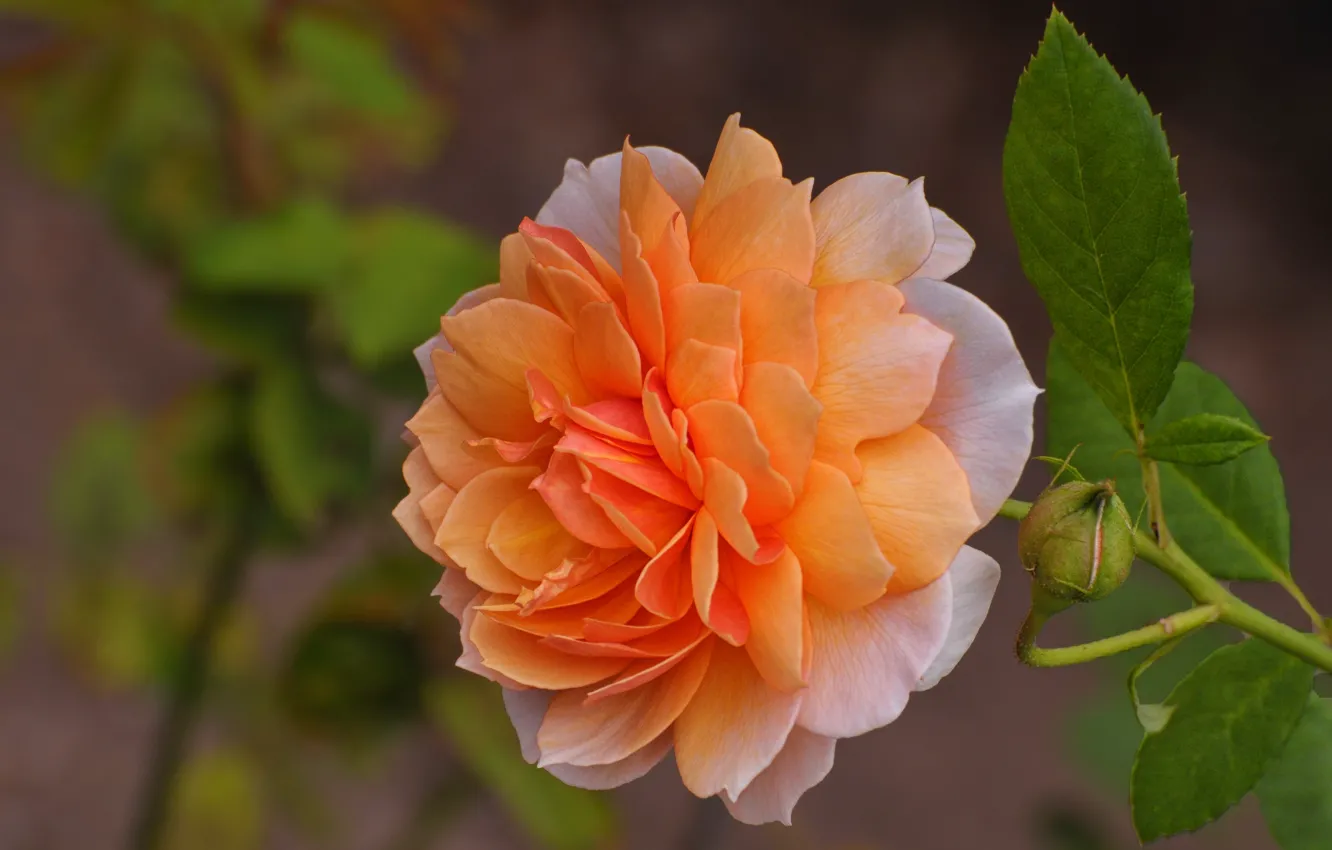 Photo wallpaper leaves, macro, flowers, orange, branches, bright, roses