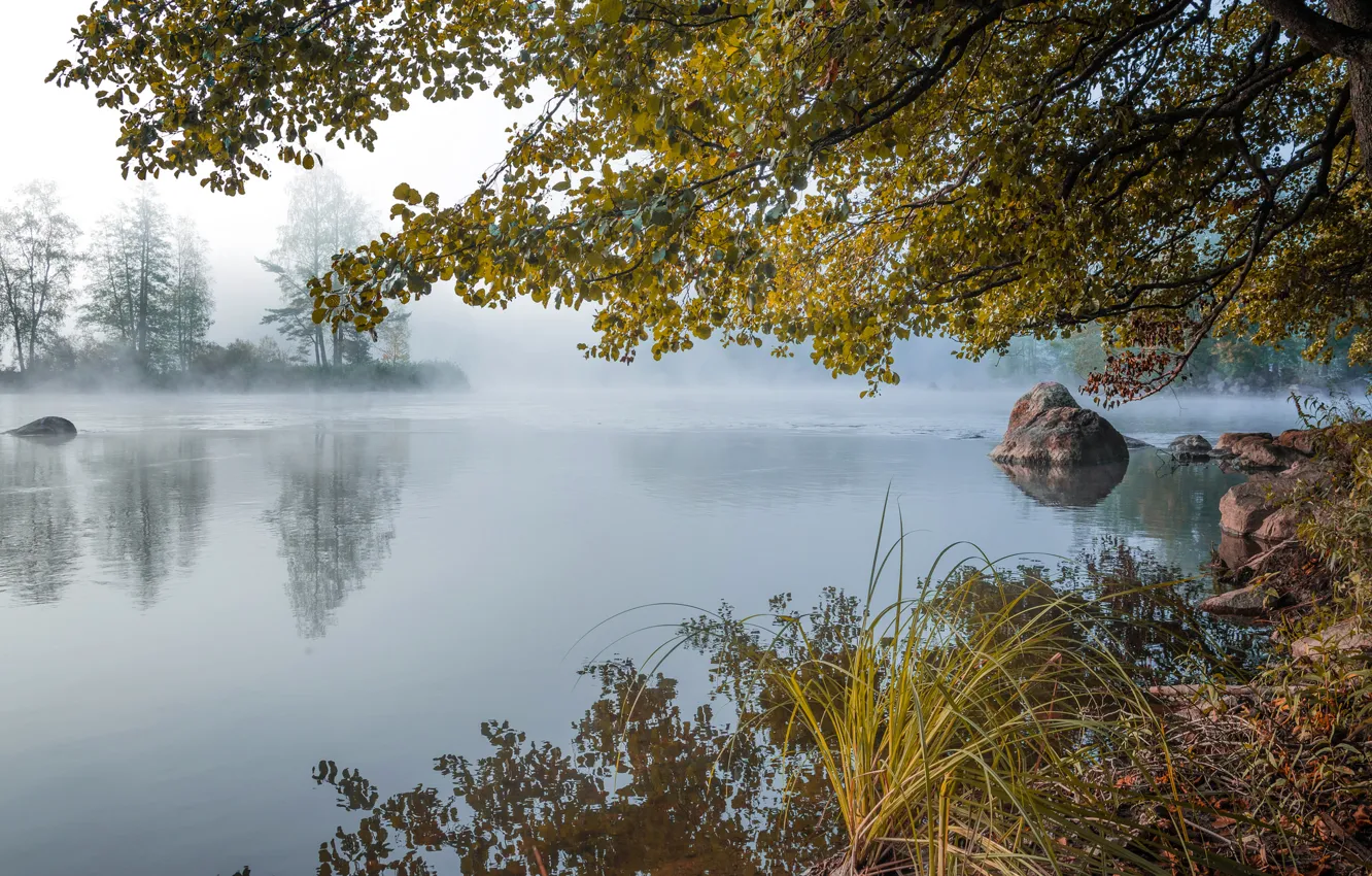 Photo wallpaper autumn, forest, fog, lake, pond, stones, dawn, morning
