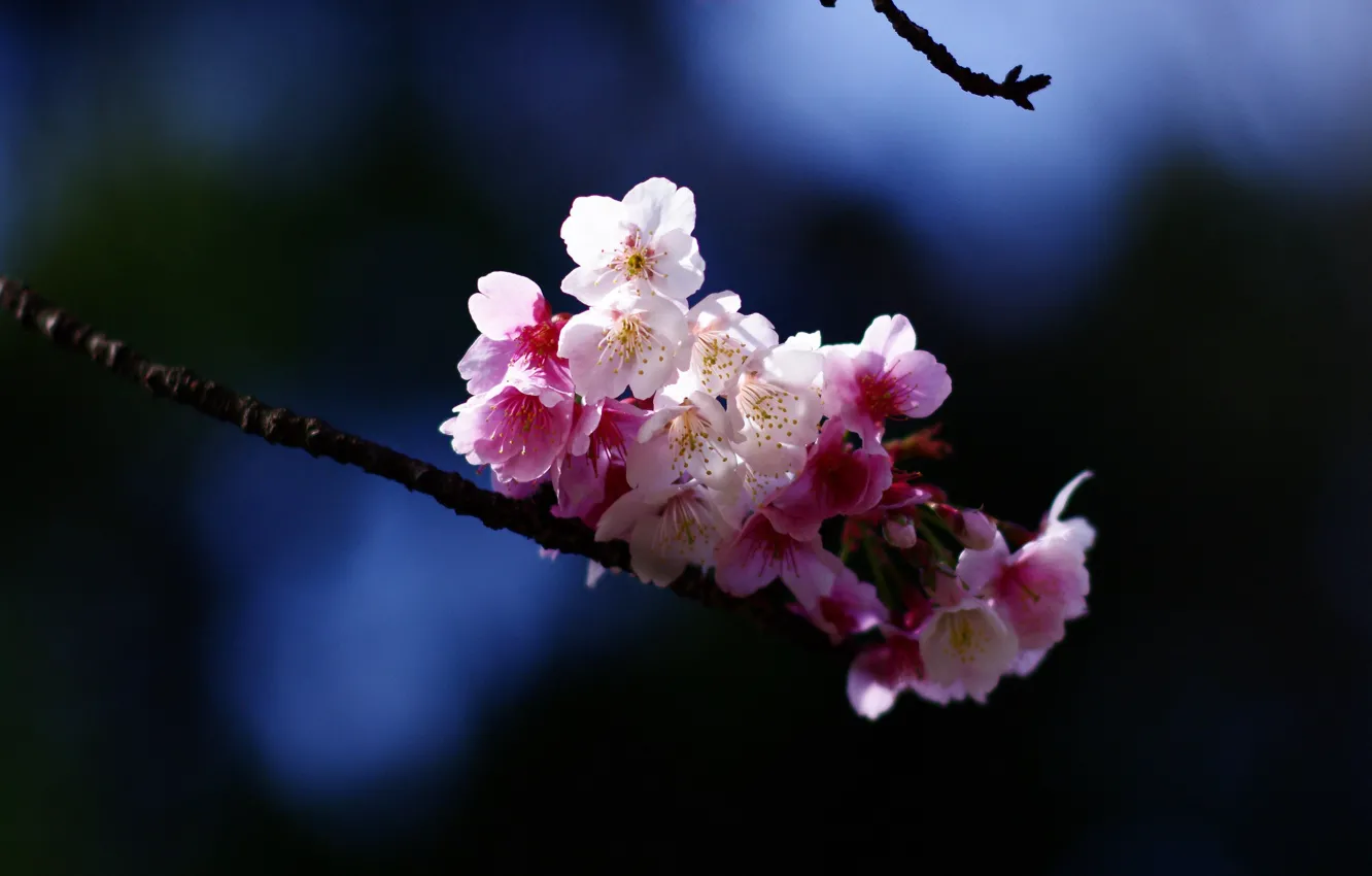 Photo wallpaper sprig, background, spring, Sakura