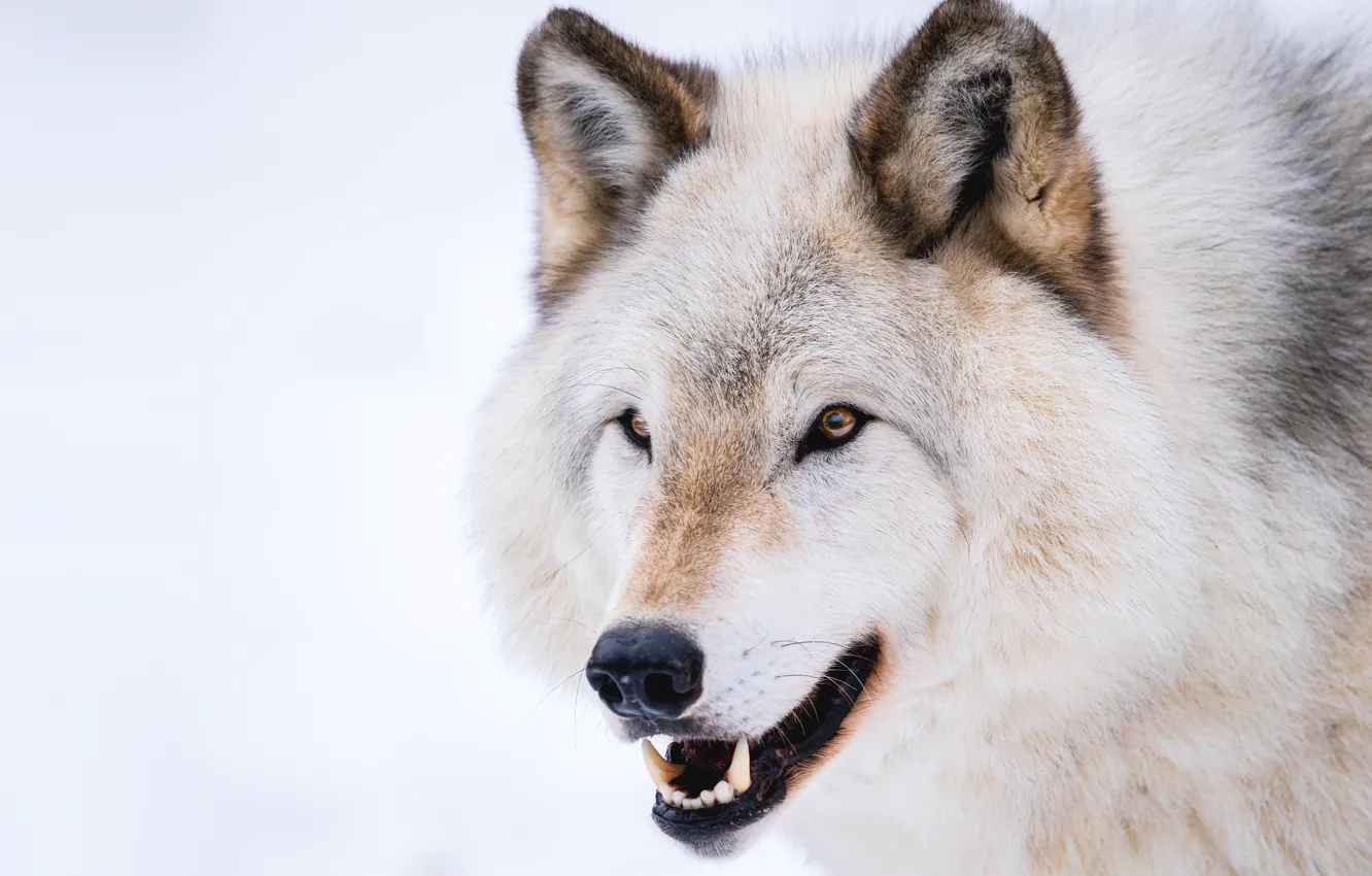 Photo wallpaper white, look, face, wolf, portrait, mouth, fangs, white background