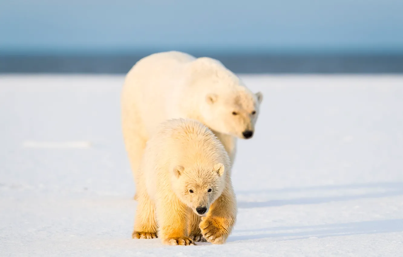 Photo wallpaper winter, white, look, snow, nature, pose, background, baby