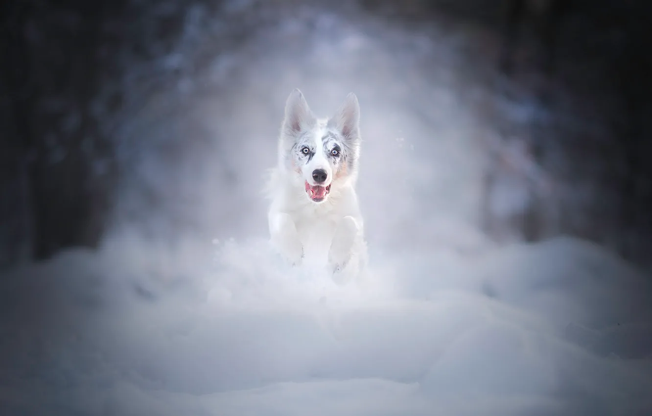 Photo wallpaper winter, snow, dog, running, the snow, puppy, walk, bokeh