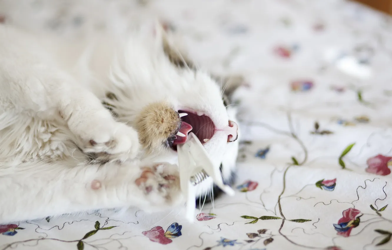 Photo wallpaper cat, macro, the game