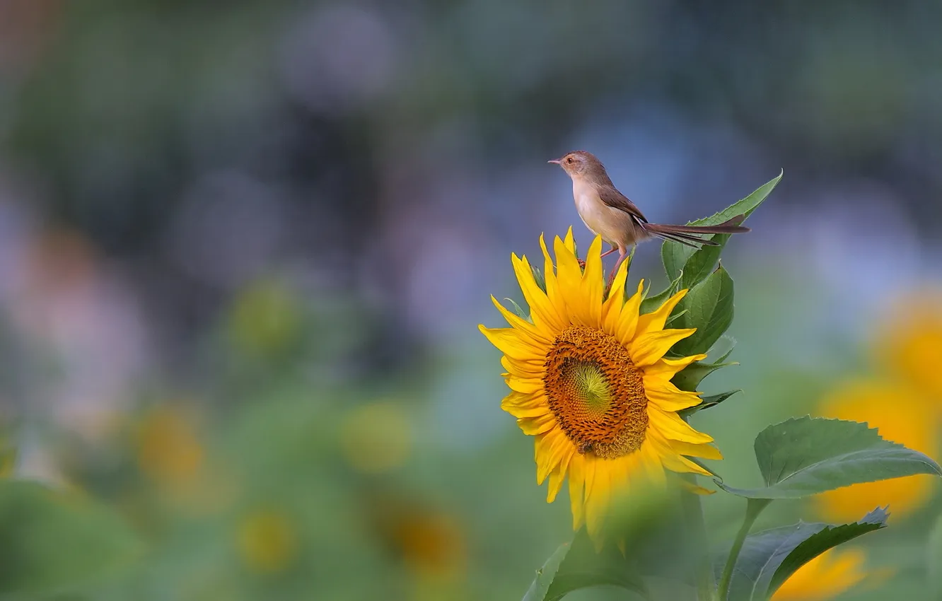 Photo wallpaper leaves, yellow, bird, sunflower, Sparrow
