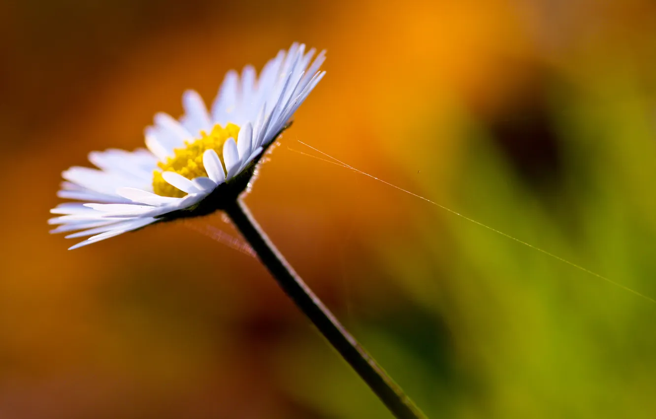 Photo wallpaper chamomile, web, petals, stem, bokeh