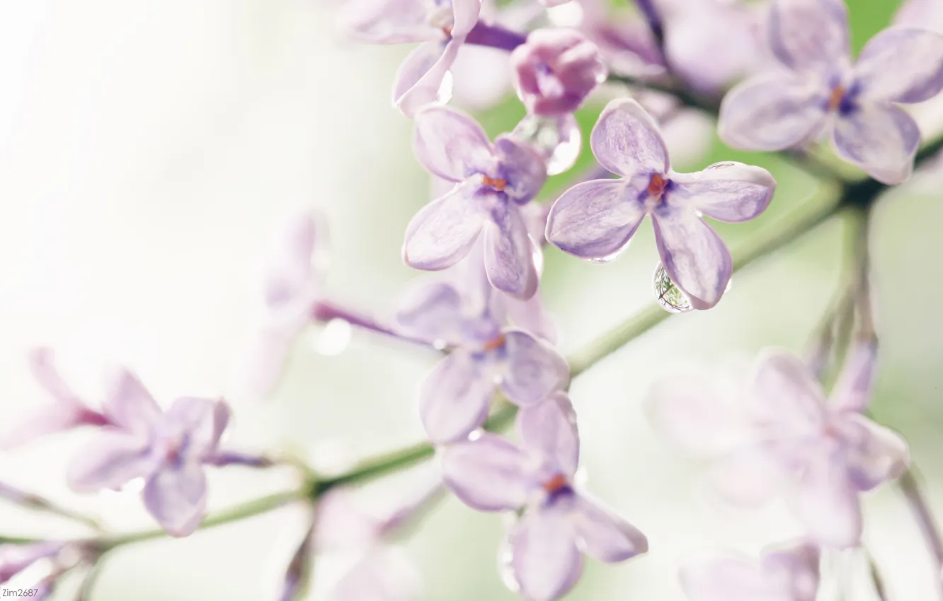 Photo wallpaper drops, flowers, purity, petals, branch, lilac, crystal