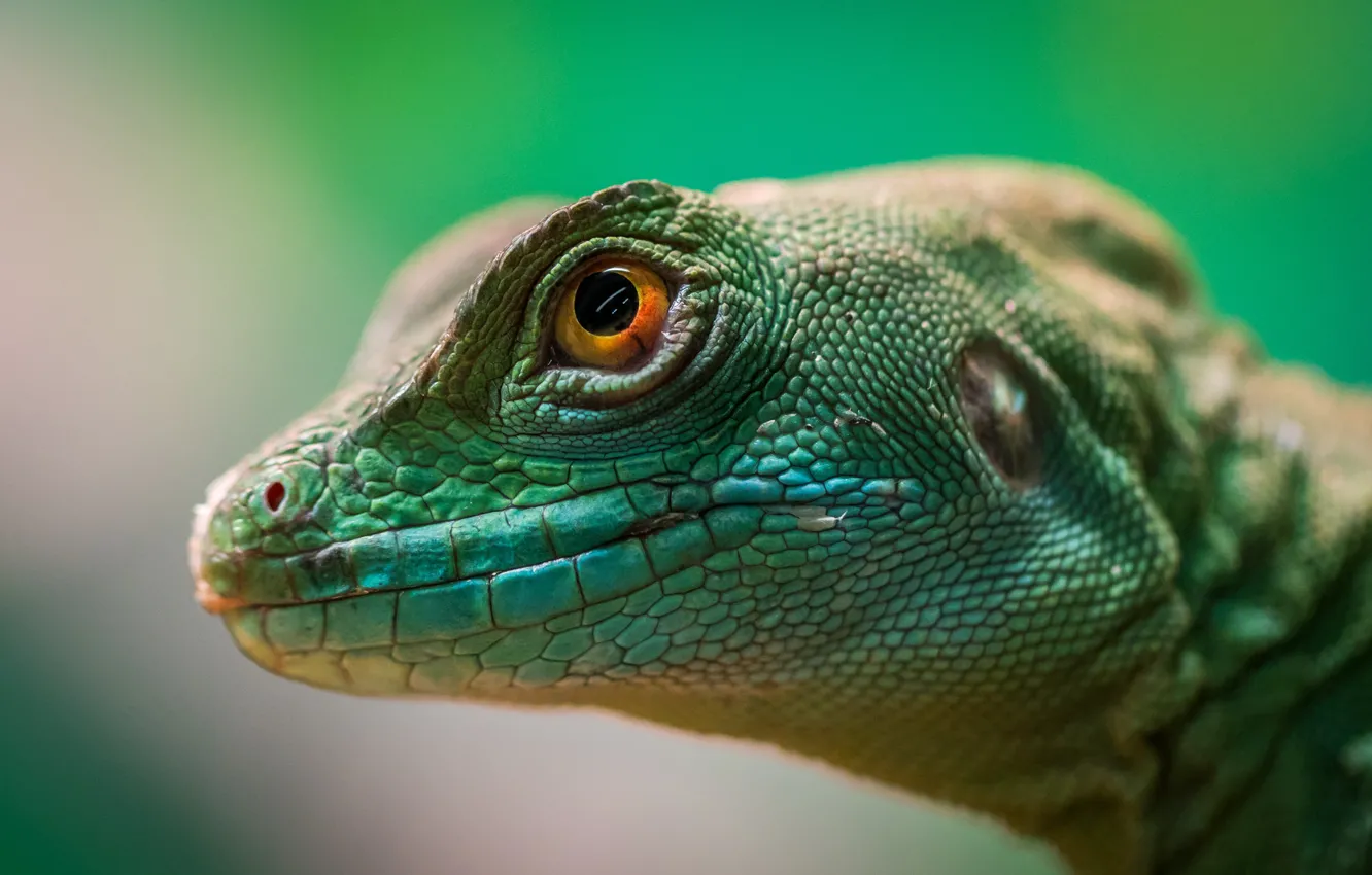 Photo wallpaper eyes, head, lizard, close-up, animal, reptile, eye, lizard