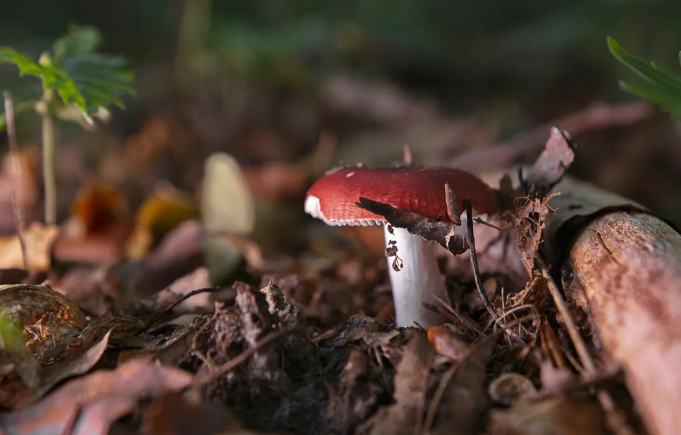 Photo wallpaper autumn, nature, foliage, mushrooms, log, bokeh, Russula