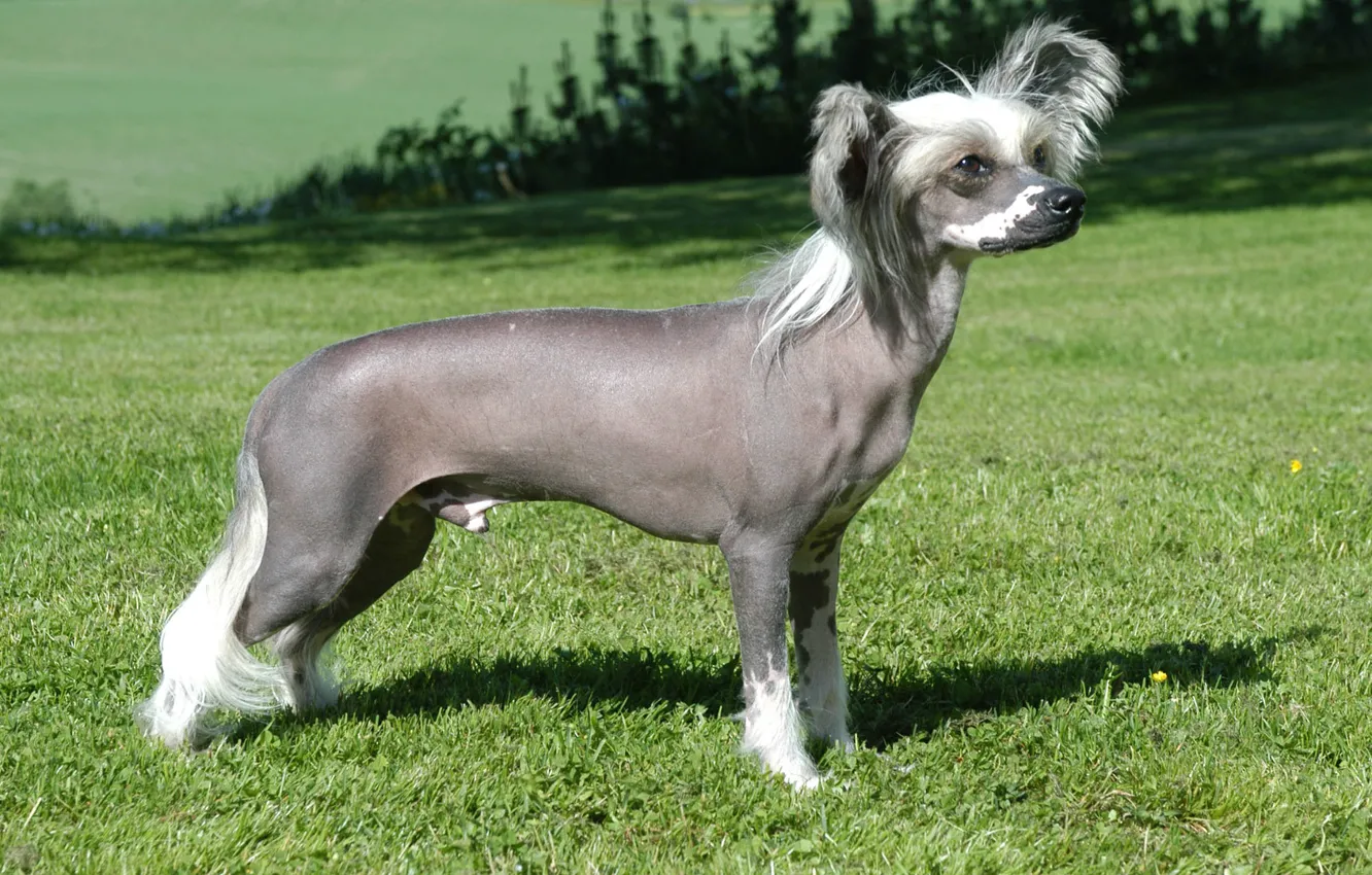 Photo wallpaper glade, dog, Chinese crested dog