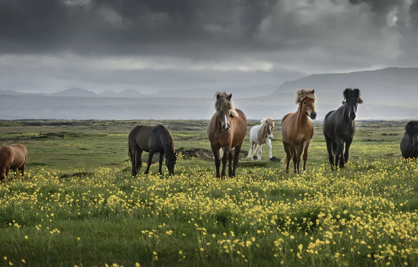 Photo wallpaper field, mountains, overcast, horse, horse, Iceland, the herd