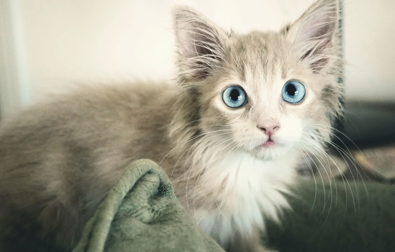 Photo wallpaper cat, grey, blue