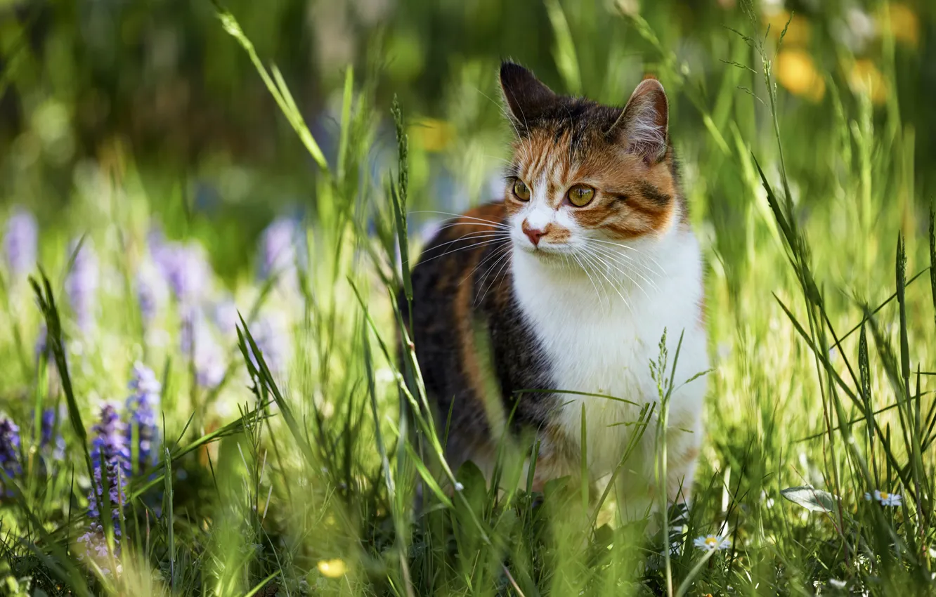 Photo wallpaper cat, summer, grass, look, face, light, flowers, nature