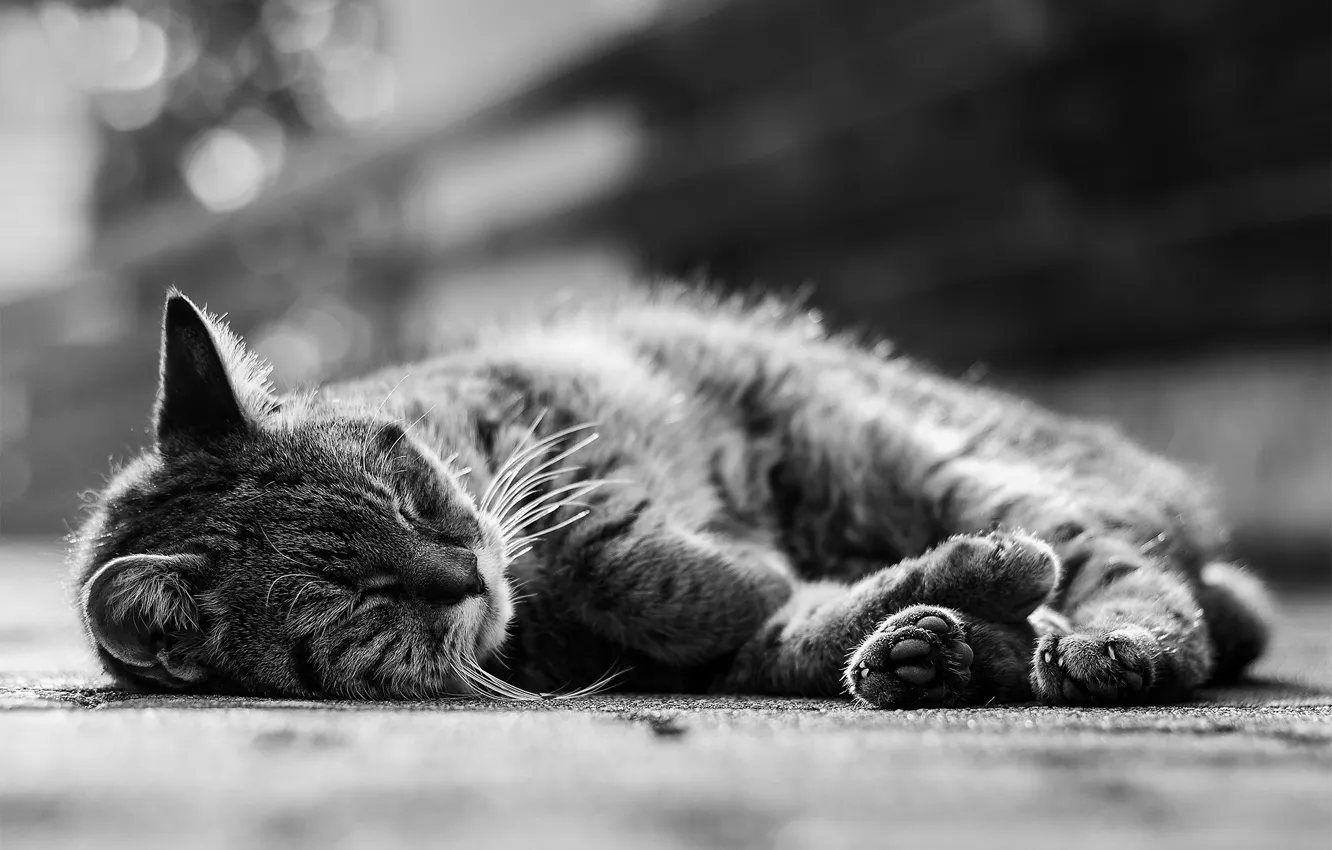 Photo wallpaper cat, cat, sleeping, black and white photo