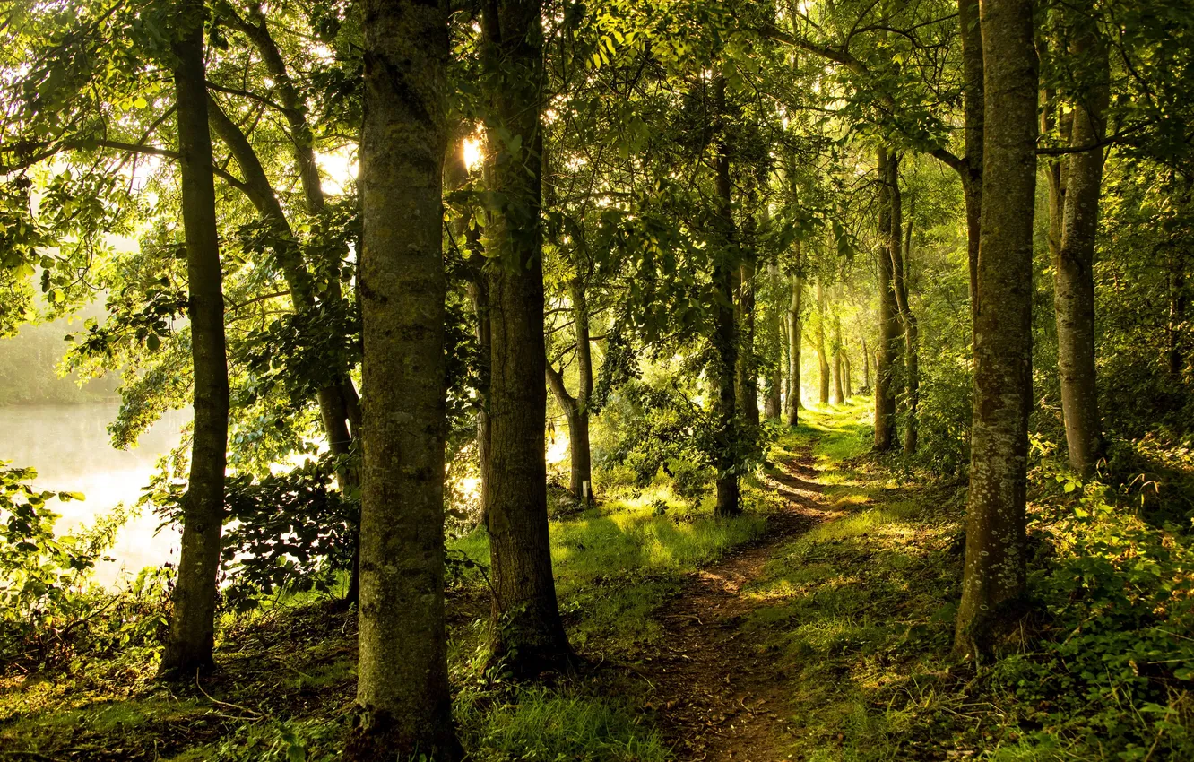 Photo wallpaper forest, trees, landscape, nature, river, plant, forest, river