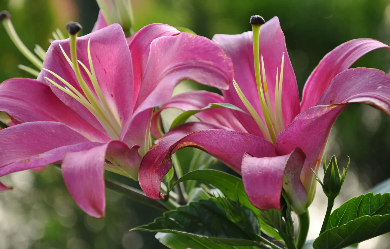 Photo wallpaper leaves, macro, plant, Lily, petals