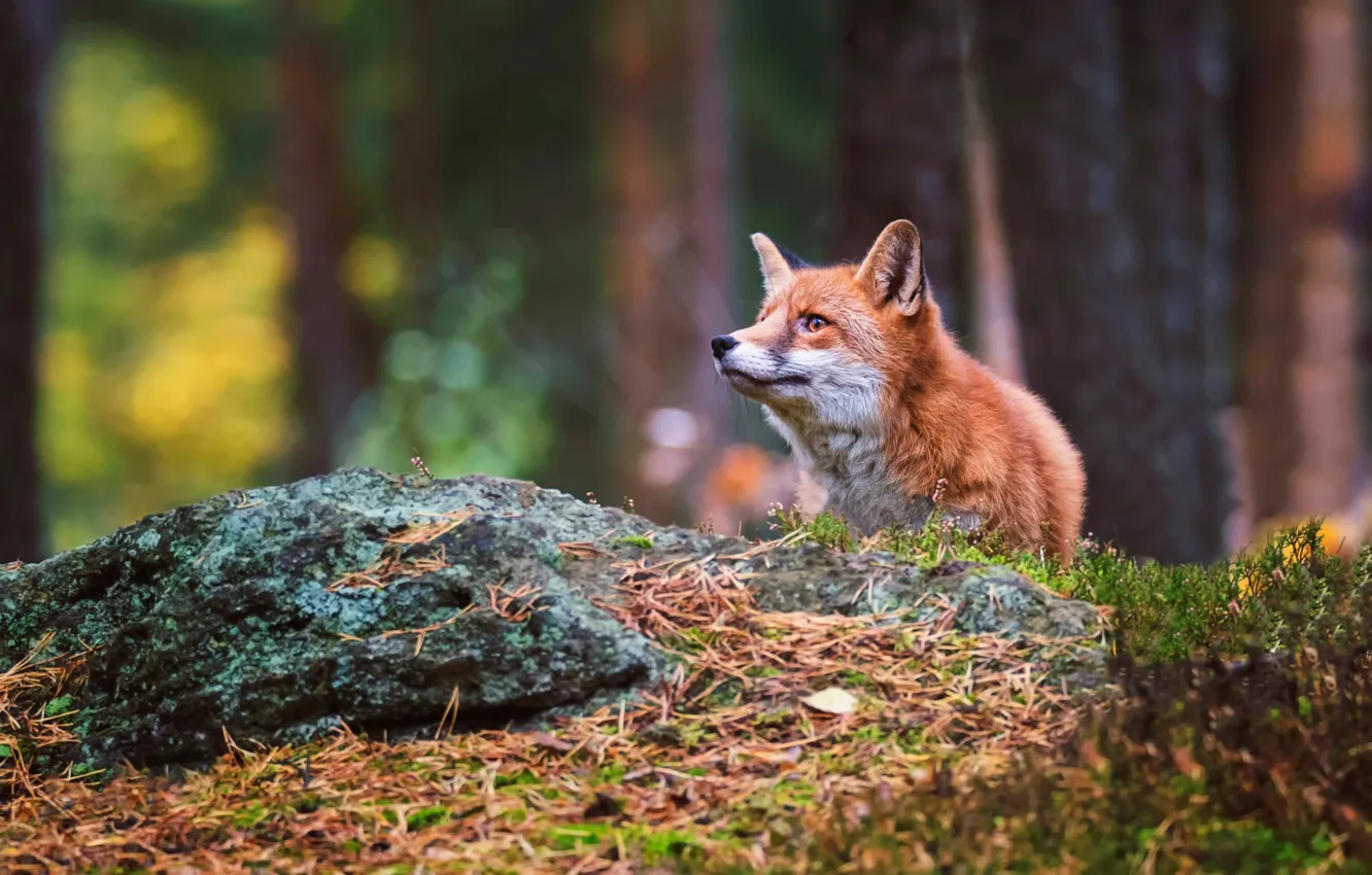 Photo wallpaper forest, look, face, background, Fox, Fox