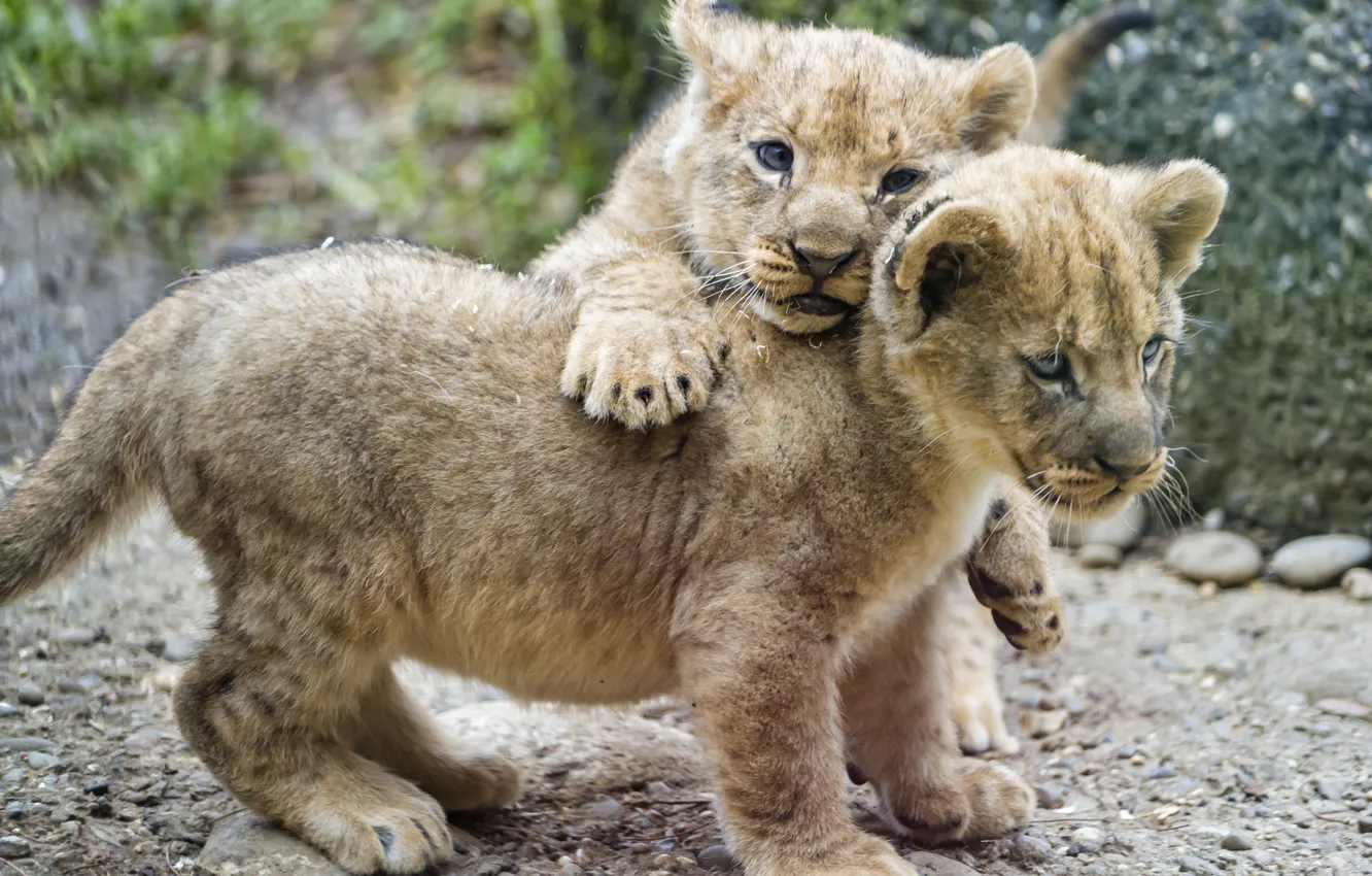 Photo wallpaper cat, pair, cub, kitty, the cubs, lion, ©Tambako The Jaguar