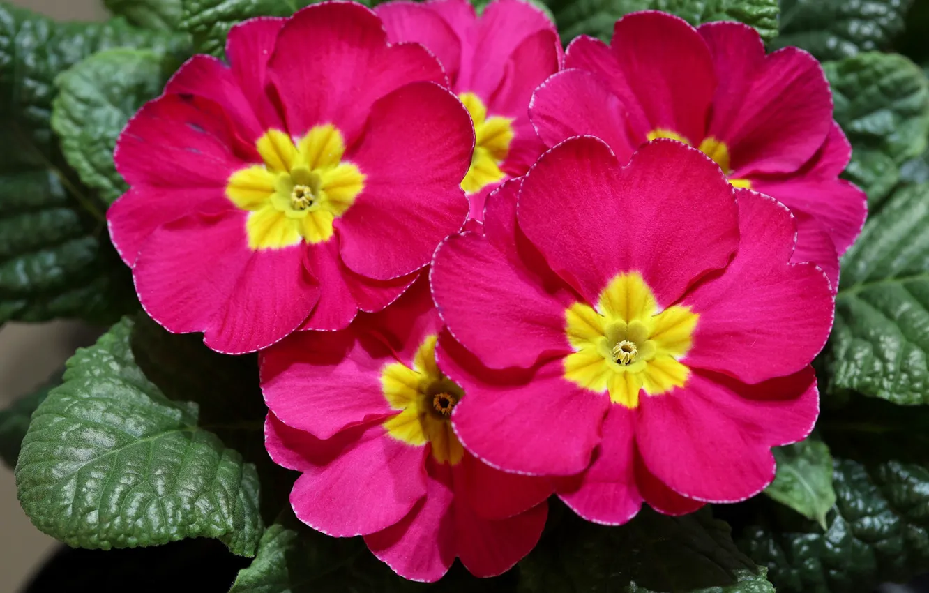 Photo wallpaper macro, petals, primrose, Primula