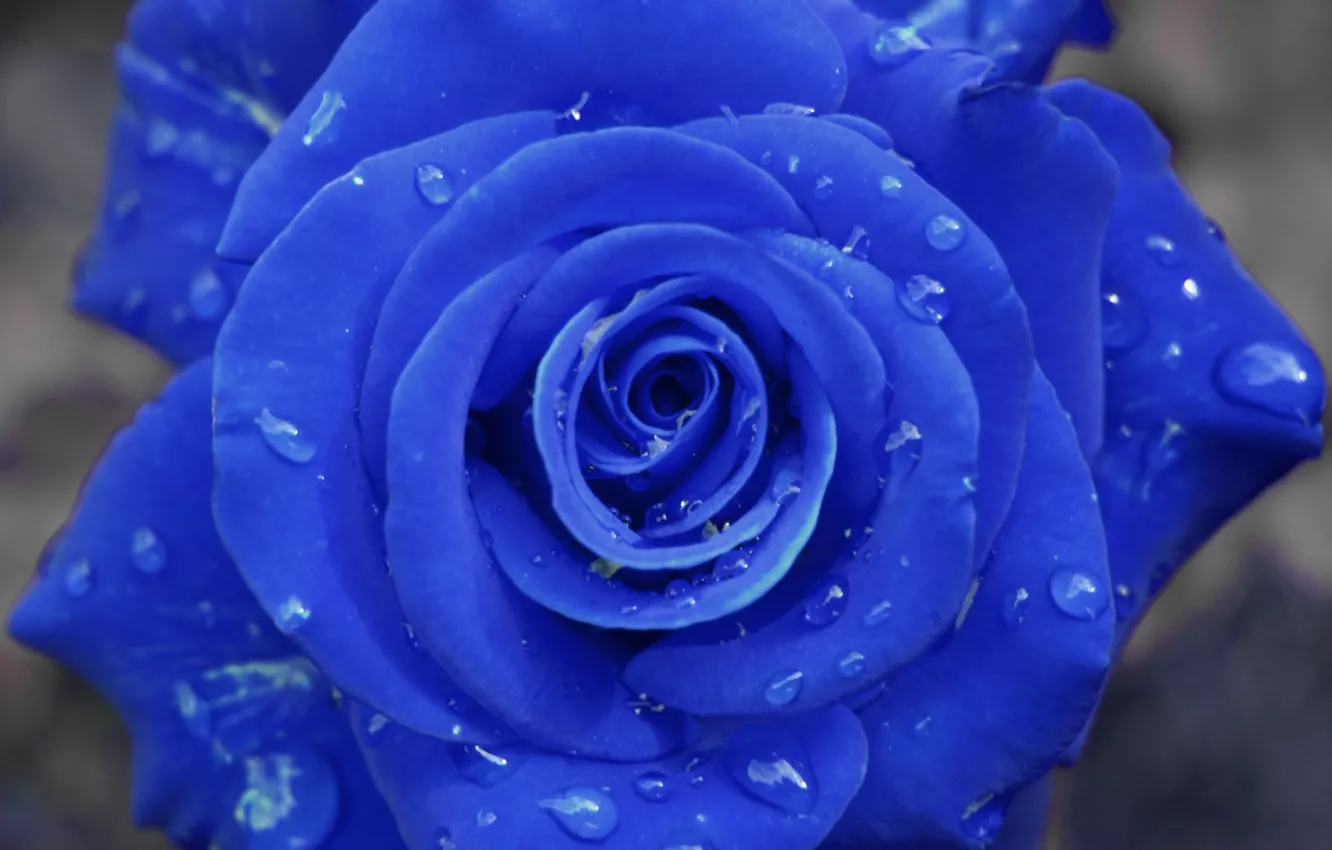 Photo wallpaper droplets, Rose, blue