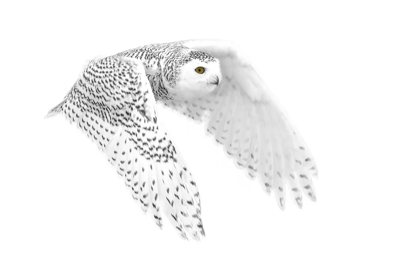 Photo wallpaper flight, background, owl, polar