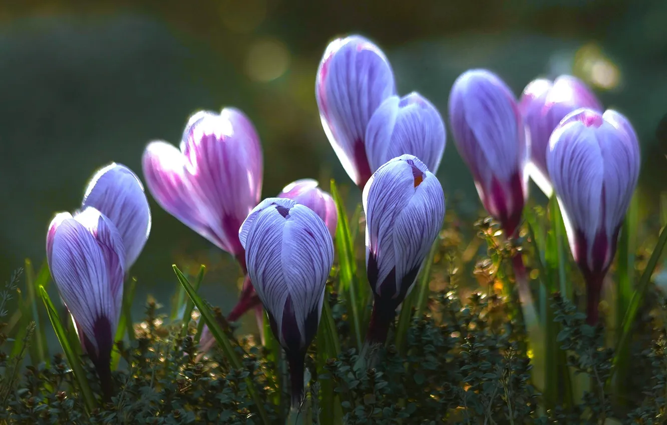 Photo wallpaper light, flowers, glade, spring, blue, crocuses, buds, lilac