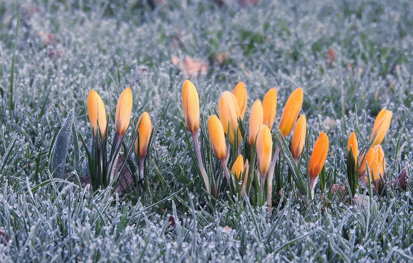 Photo wallpaper frost, grass, drops, snow, flowers, Rosa, glade, spring