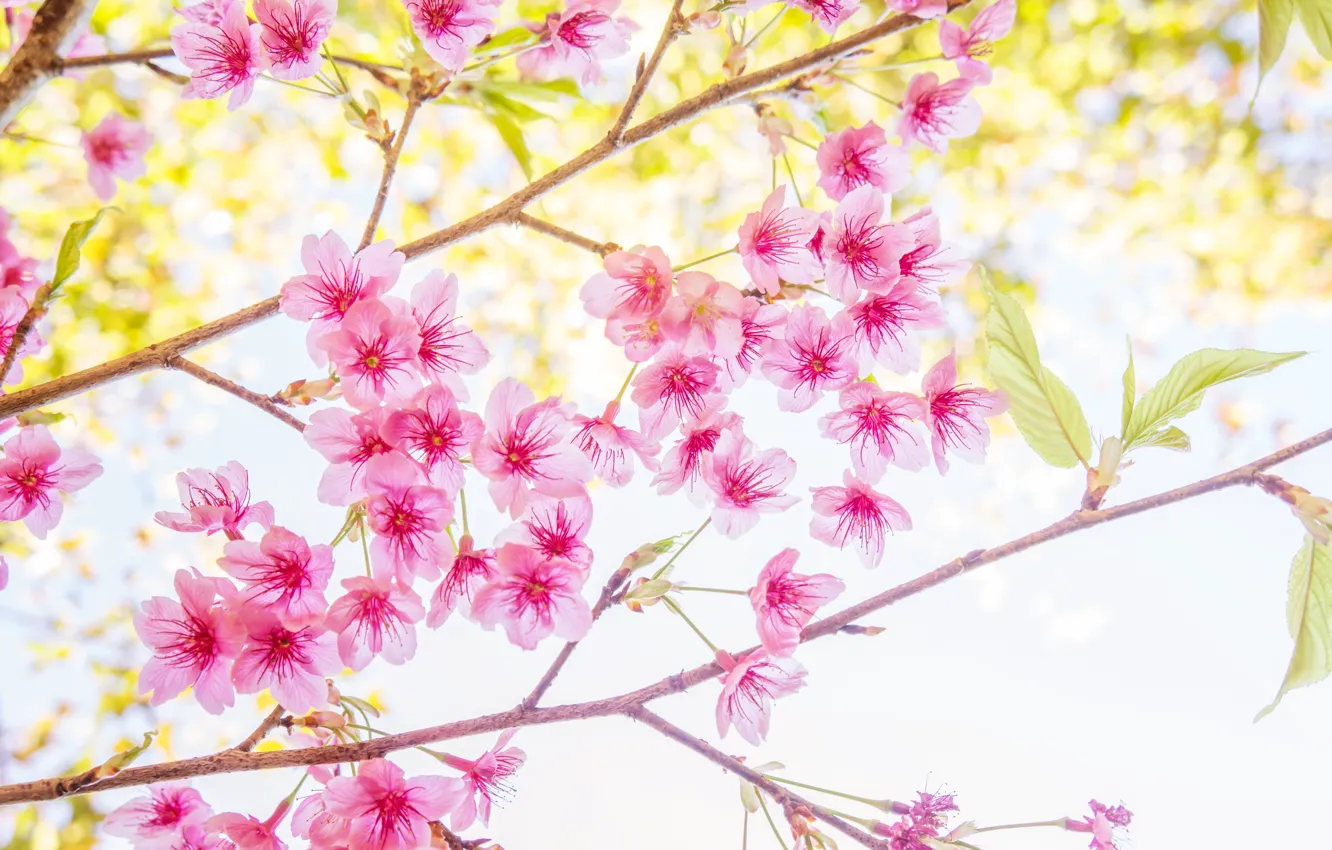 Photo wallpaper branches, spring, Sakura, flowering, pink, blossom, sakura, cherry