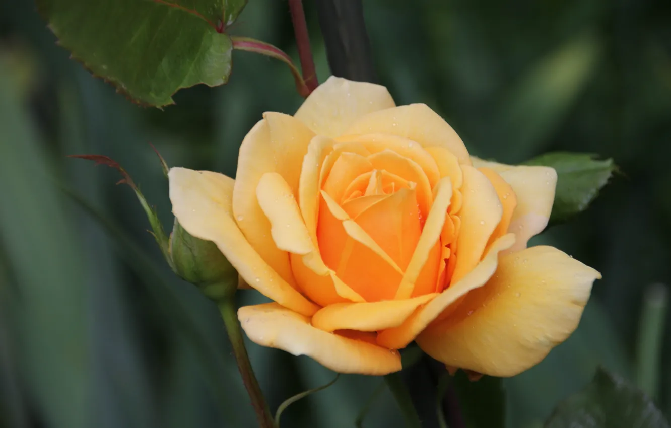 Photo wallpaper rose, petals, Bud, yellow rose