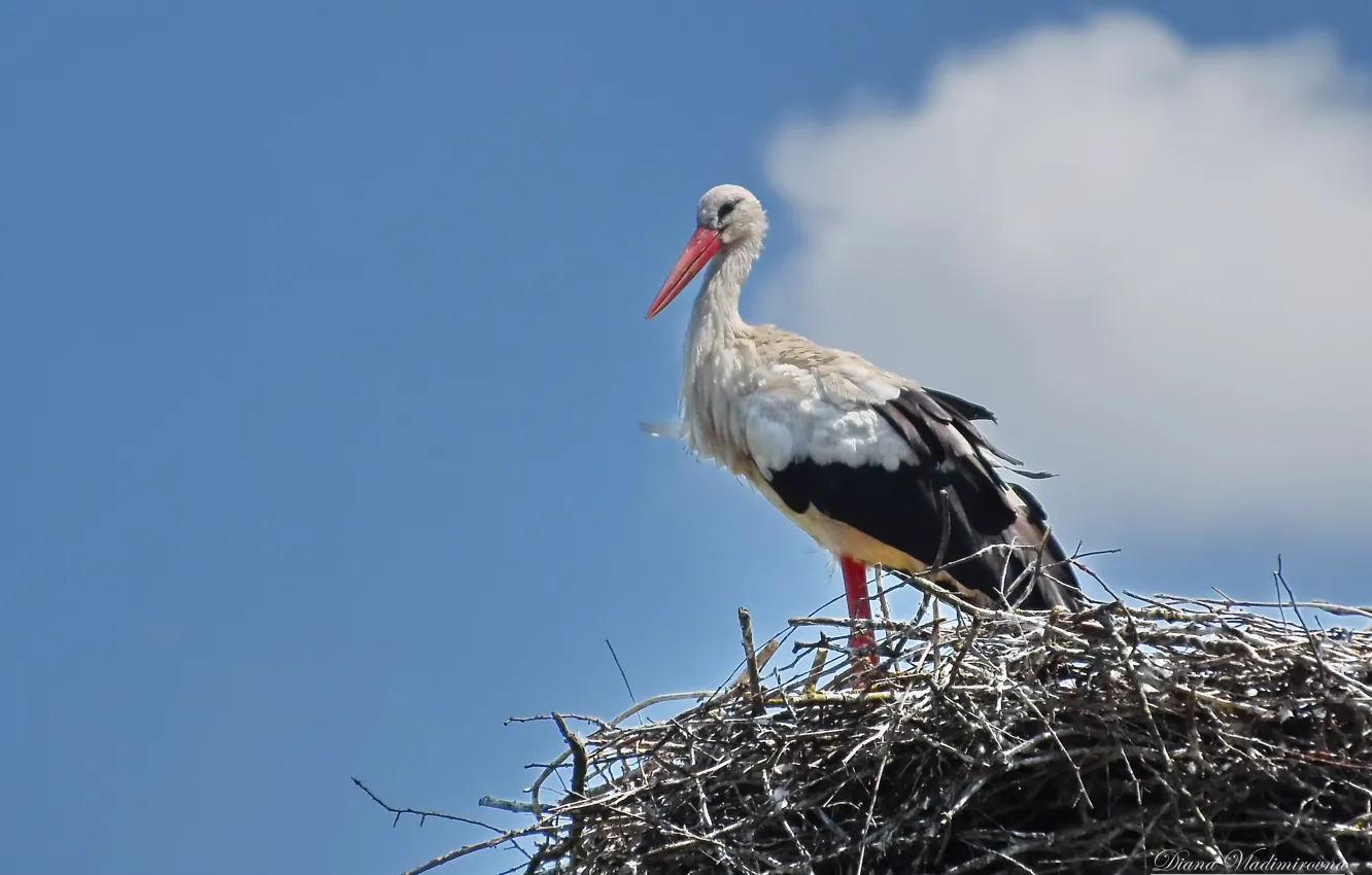 Photo wallpaper nature, bird, spring, stork