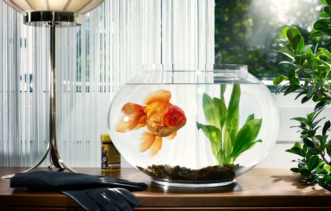 Photo wallpaper algae, aquarium, window, goldfish, gloves
