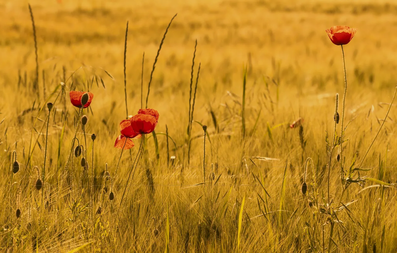 Photo wallpaper field, autumn, grass, flowers, Mac