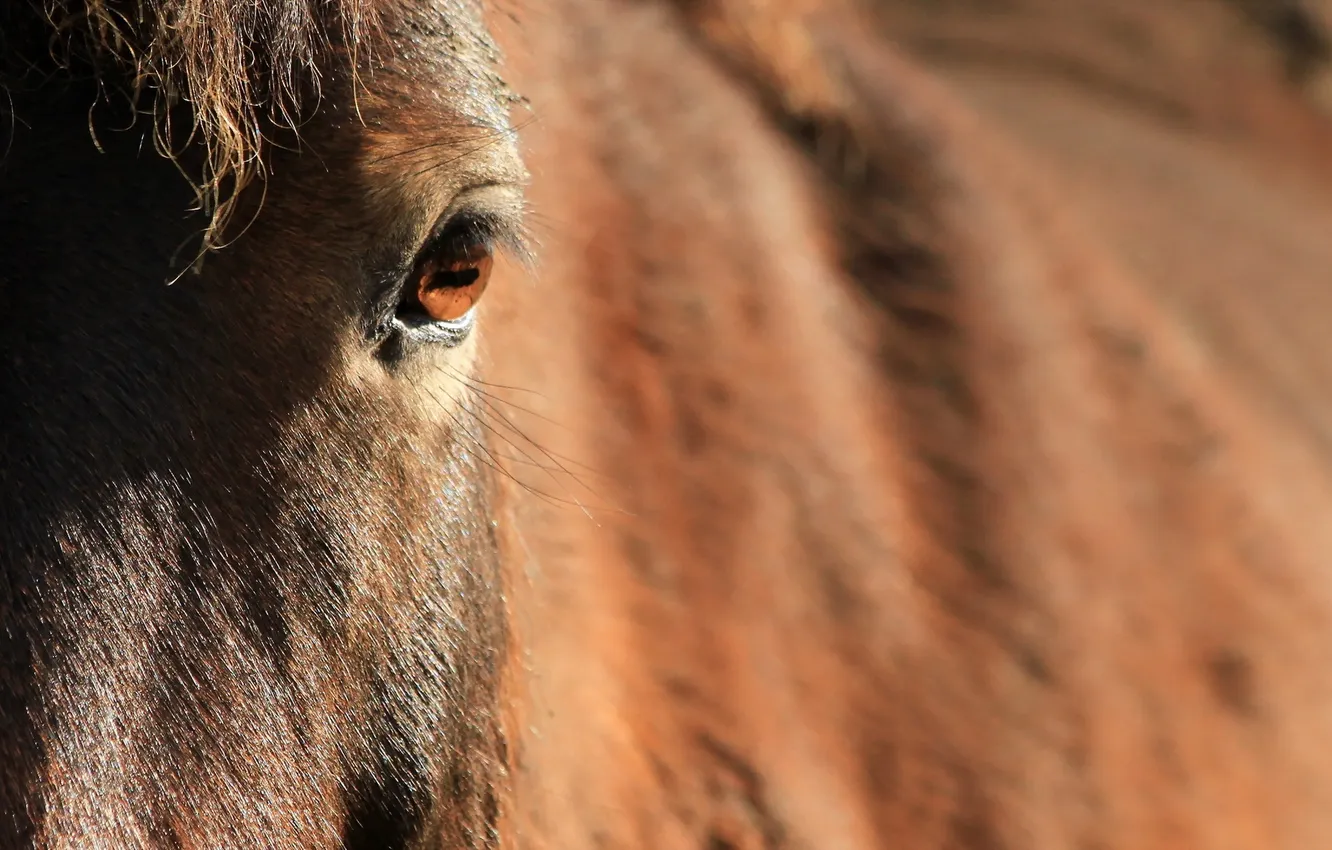 Photo wallpaper eyes, nature, pony