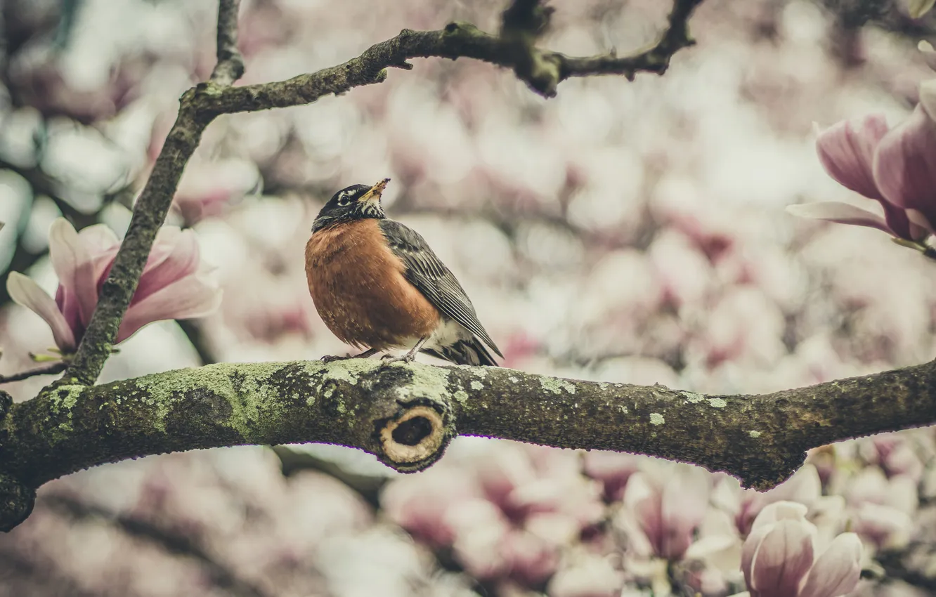 Photo wallpaper flowers, bird, bokeh, branch
