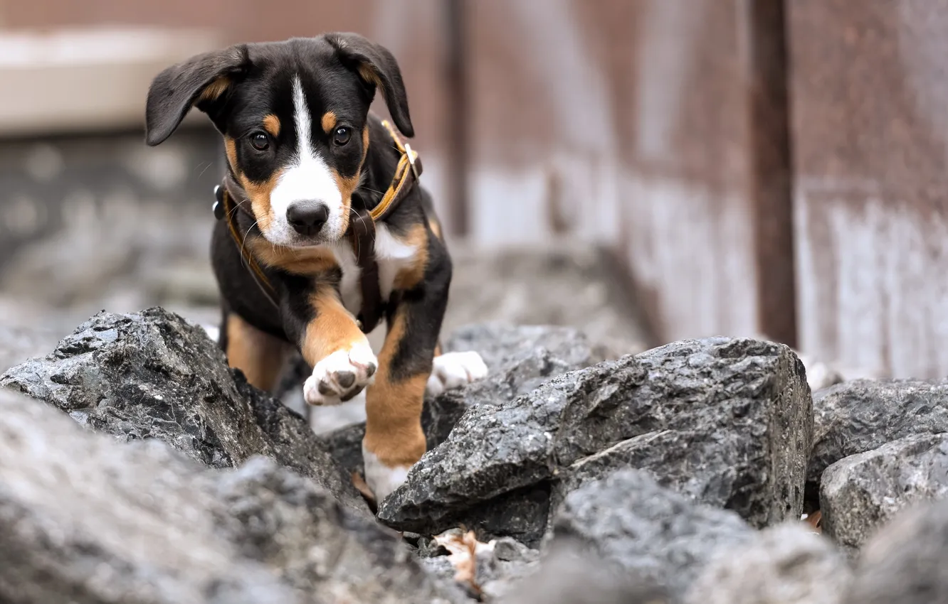 Photo wallpaper look, each, dog