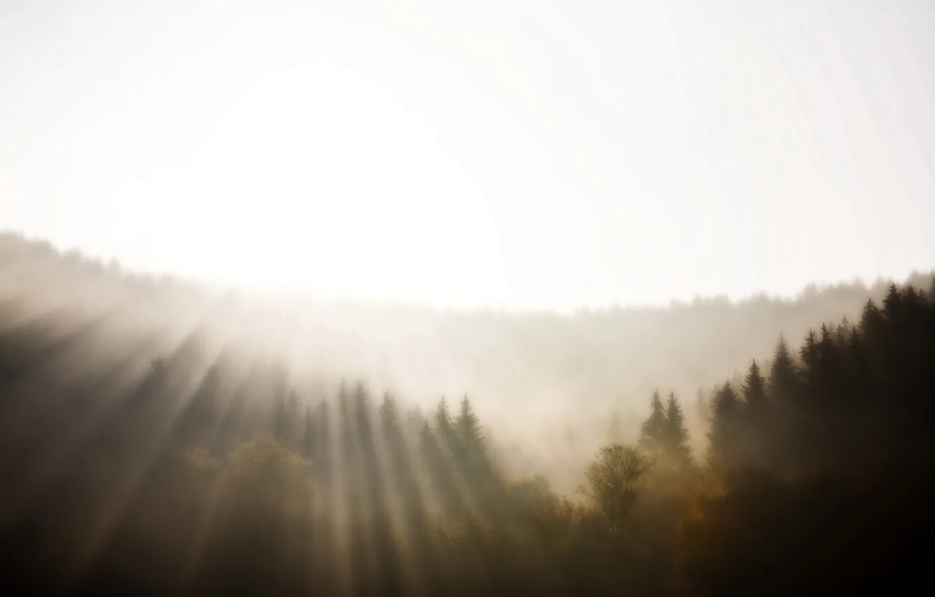 Photo wallpaper trees, fog, morning