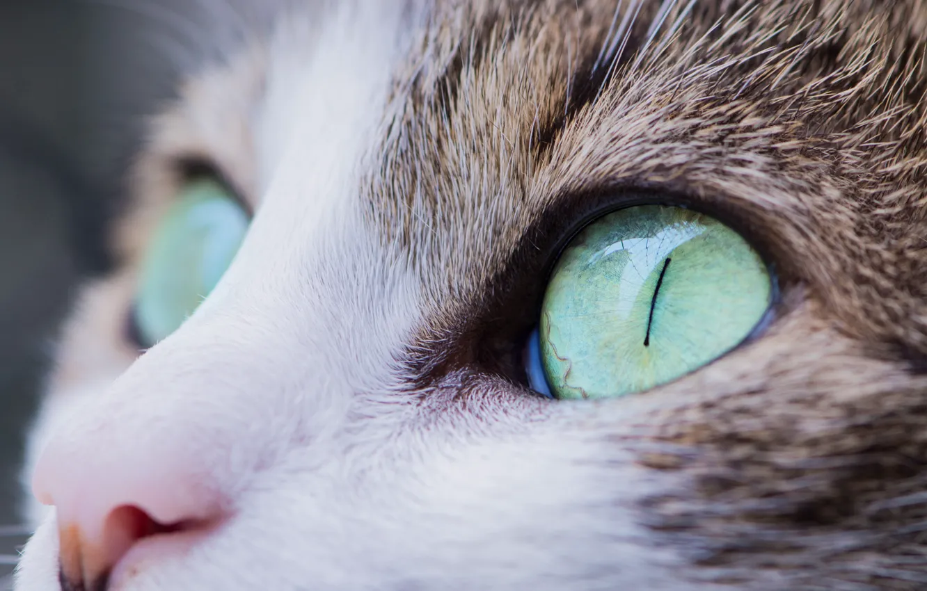 Photo wallpaper cat, eyes, look, cat