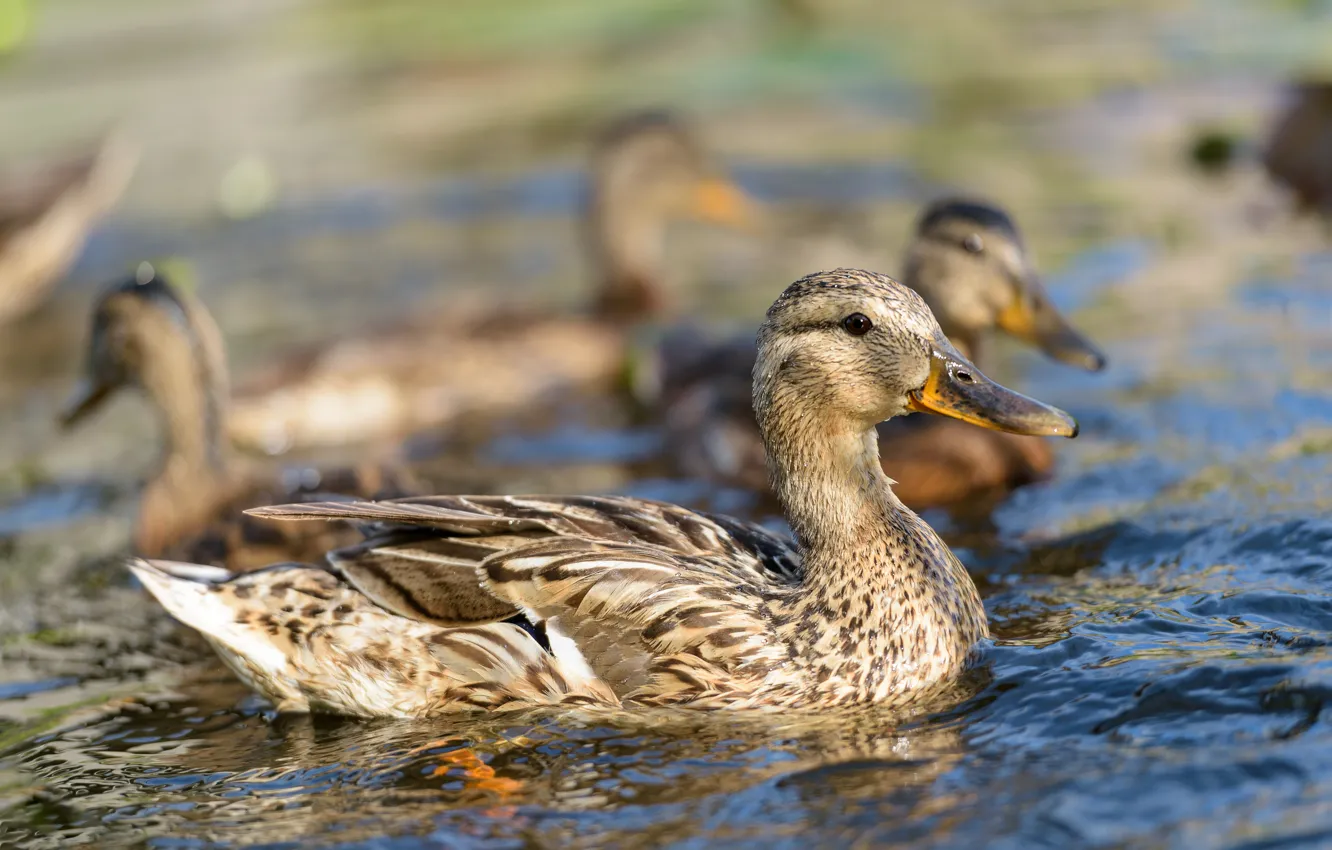 Photo wallpaper water, feathers, birds, ducks