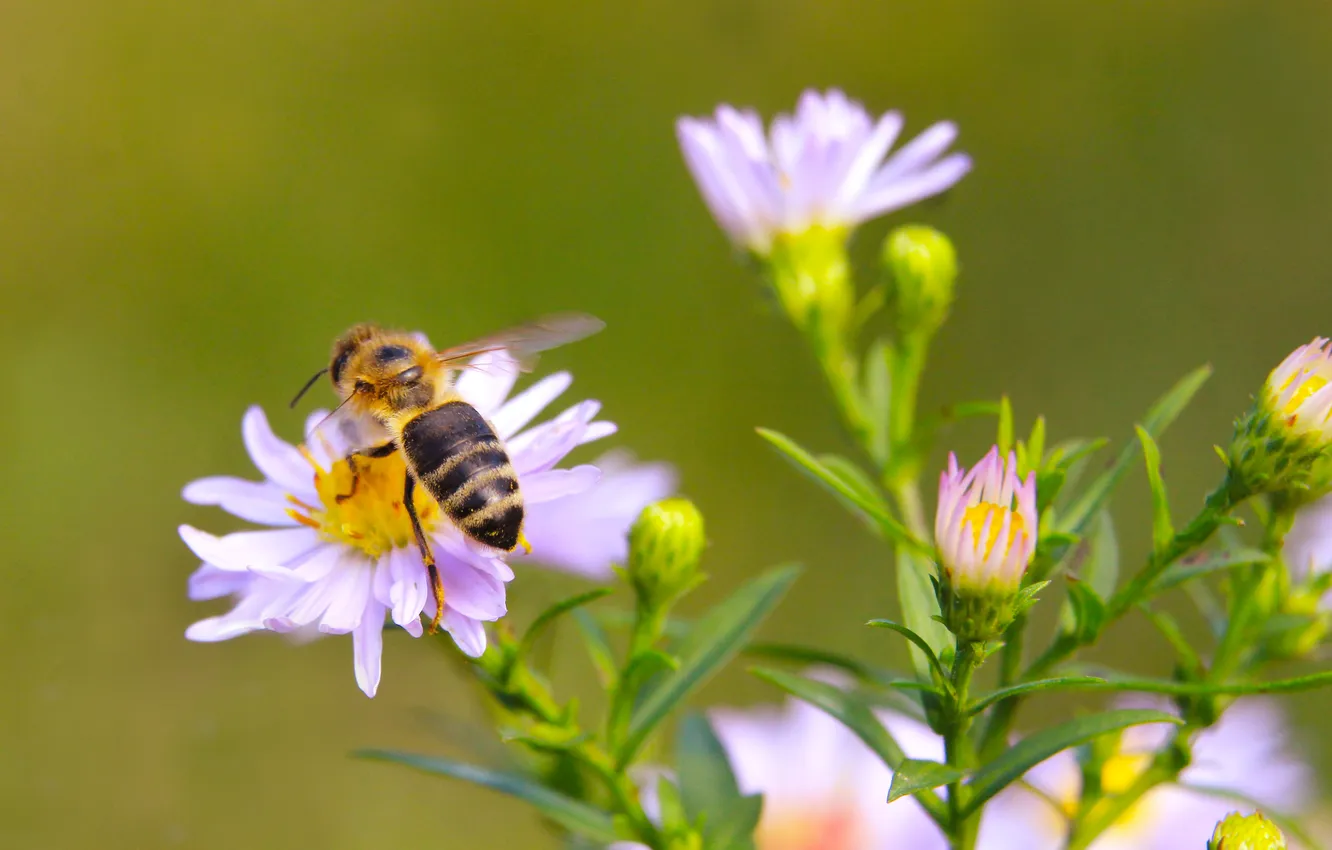 Photo wallpaper flower, insect, bee