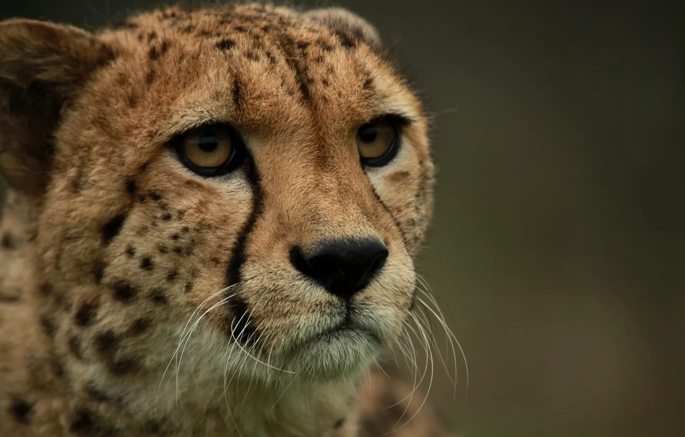Photo wallpaper cat, look, face, Cheetah